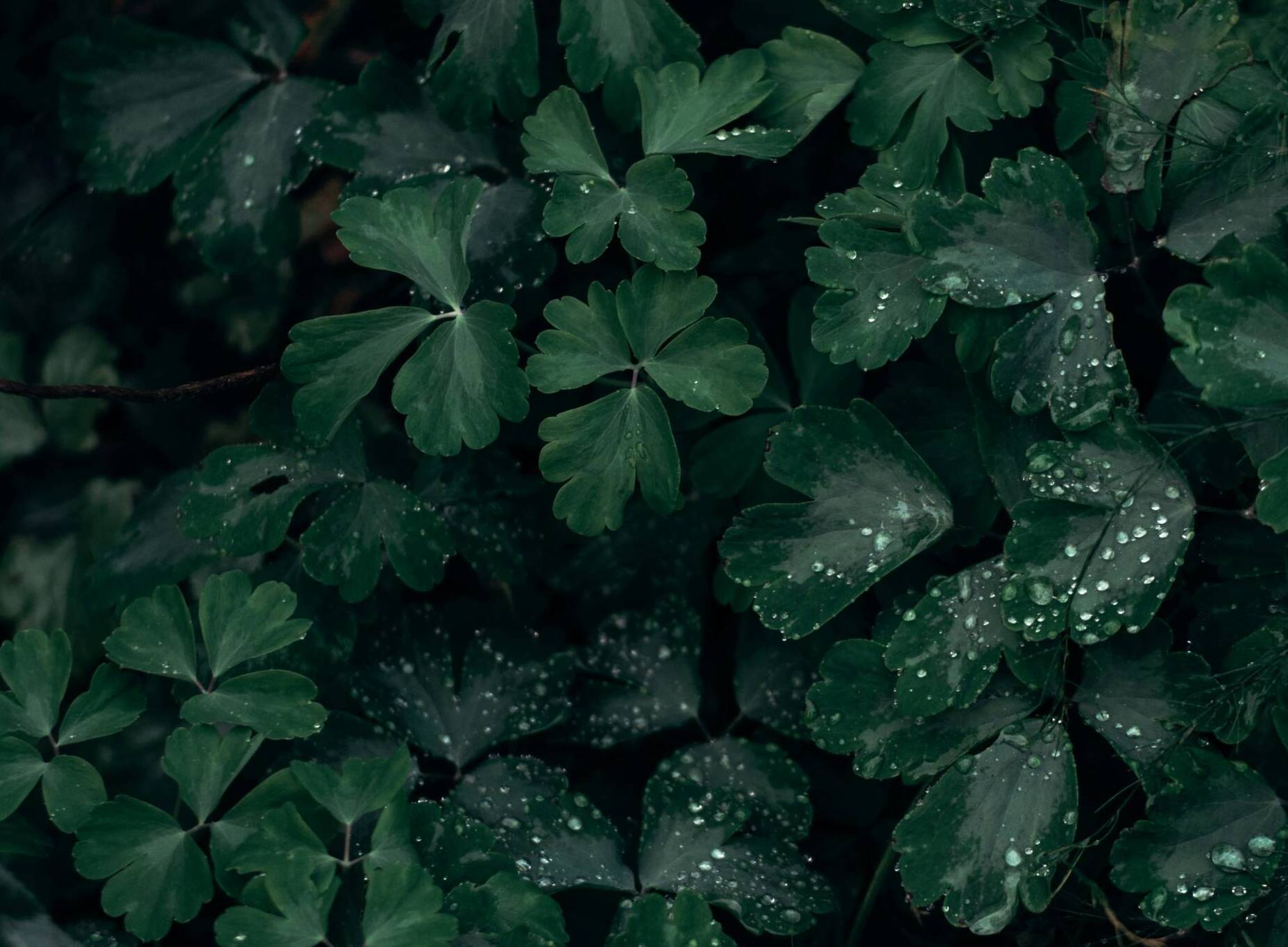 pexels-iriser-1420008